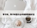 枣子树，枣子树苗什么时候移栽最好活