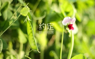 螺旋藻哪个牌子好，螺旋藻哪个牌子好