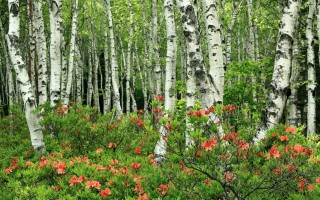 苹果 iOS 17 隐藏细节：可通过关键字搜索 iPhone 视频内声音