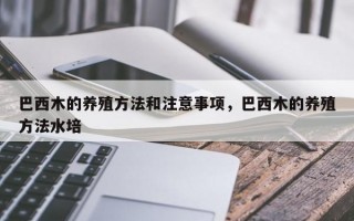 巴西木的养殖方法和注意事项，巴西木的养殖方法水培